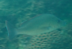 Lutjanus lemniscatus