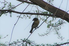 Pheucticus ludovicianus