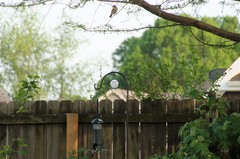 Pheucticus ludovicianus