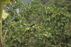 Psarocolius atrovirens