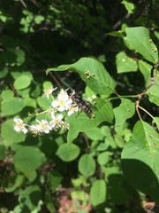 Sericomyia lata