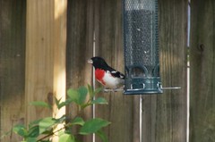 Pheucticus ludovicianus