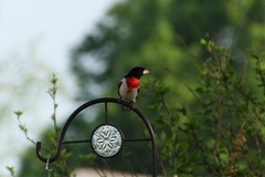 Pheucticus ludovicianus