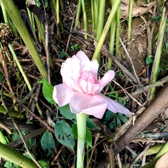 Etlingera elatior
