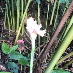 Etlingera elatior
