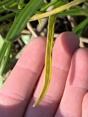 Puccinia liliacearum