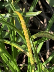 Puccinia liliacearum
