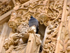 Columba livia domestica