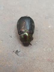 Paranomala cincta