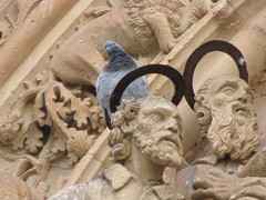 Columba livia domestica