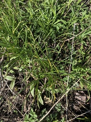 Puccinia liliacearum