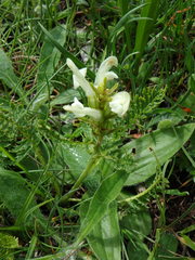 Pedicularis comosa