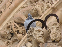 Columba livia domestica
