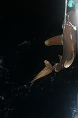 Carcharhinus longimanus