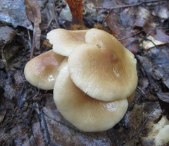 Marasmius cystidiosus