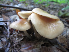 Marasmius cystidiosus