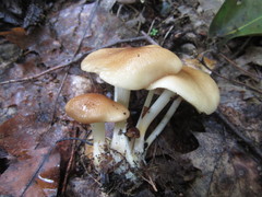 Marasmius cystidiosus