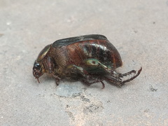 Paranomala cincta