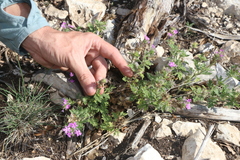 Glandularia tumidula