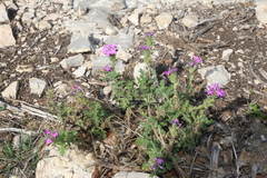 Glandularia tumidula