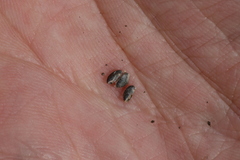 Glandularia tumidula