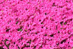 Rhododendron macrosepalum