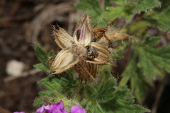 Glandularia tumidula