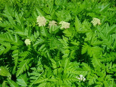 Ligusticum canbyi