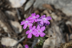 Glandularia tumidula