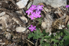 Glandularia tumidula