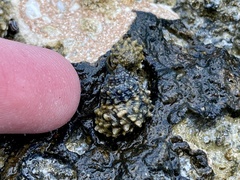 Echinolittorina tuberculata