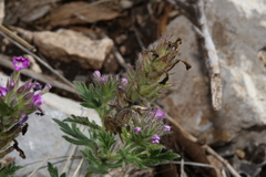 Glandularia tumidula