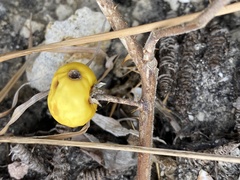 Solanum viarum