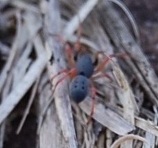 Trachelopachys
