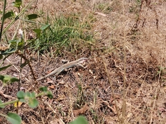 Aspidoscelis costatus