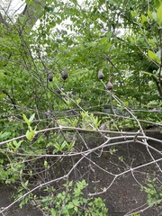 Calycanthus floridus
