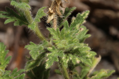 Glandularia tumidula