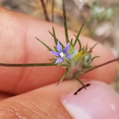 Eriastrum filifolium