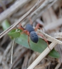 Trachelopachys