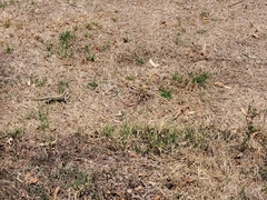 Aspidoscelis costatus