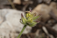 Glandularia tumidula