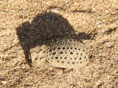 Omorgus pastillarius