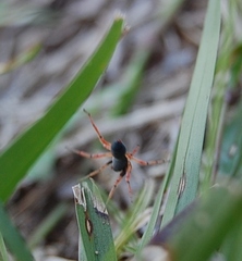 Trachelopachys