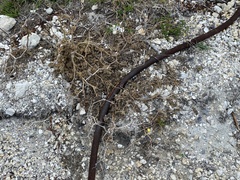 Solanum viarum