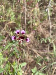Clarkia springvillensis