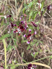 Clarkia springvillensis