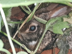 Sylvilagus brasiliensis