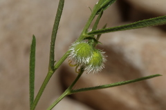 Tragia leptophylla
