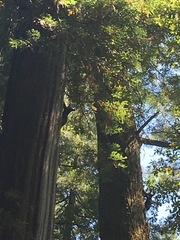 Sequoia