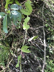 Passiflora indecora image